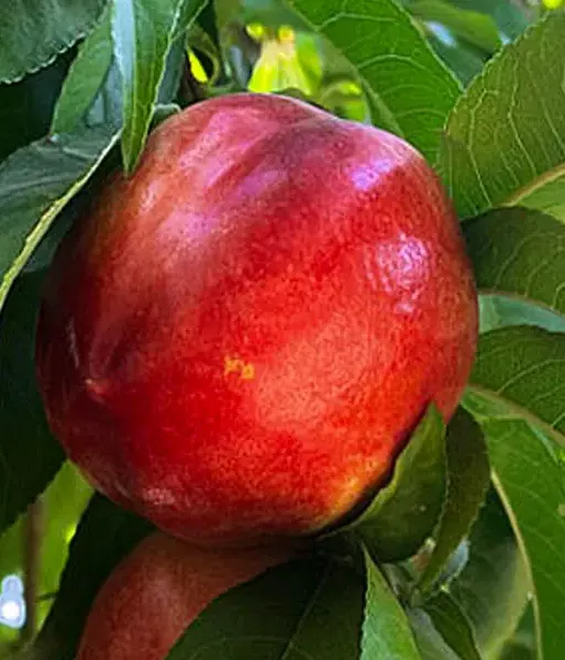 BIO AROMA SPUR SAULENNEKTARINE - Tutifruti, s.r.o.