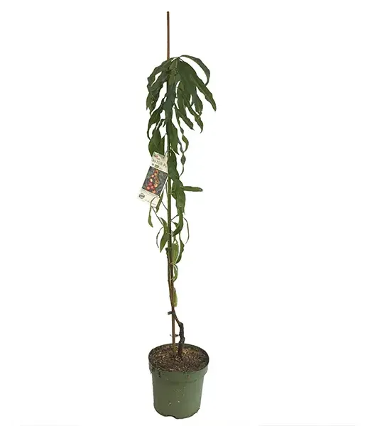 BIO AROMA SPUR SAULENNEKTARINE - Tutifruti, s.r.o.