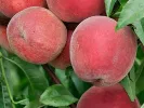 Broskyňa (Prunus persica) REDHAVEN - Tutifruti SK