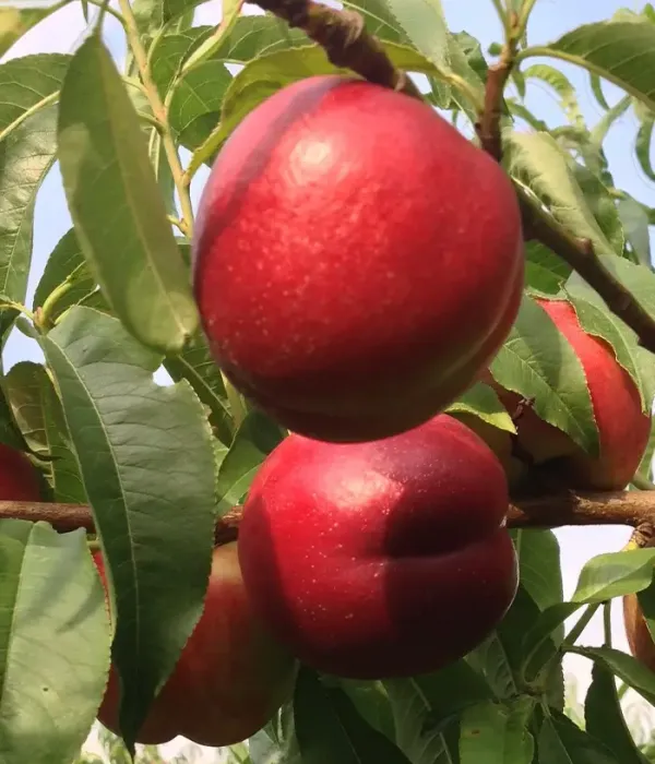 Nektarinen (Prunus persica var. nucipersica) ROMAMER-2