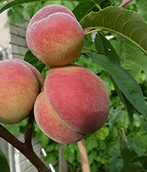 Broskyňa (Prunus persica) VIKTORS