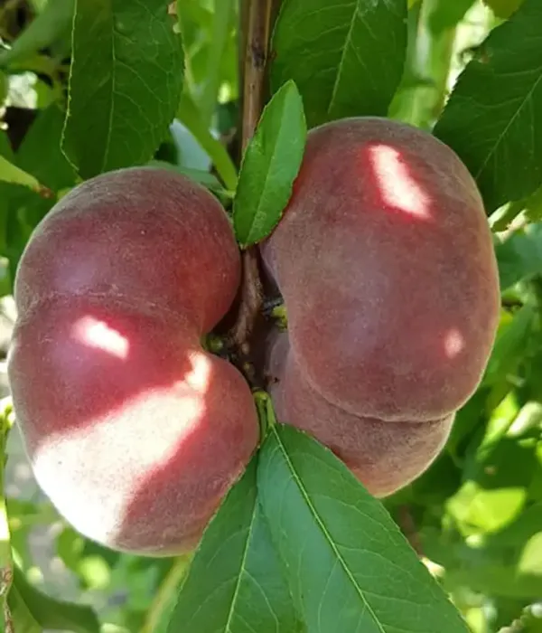 Pfirsichbaum (Prunus persica var. platycarpa) VIOREL
