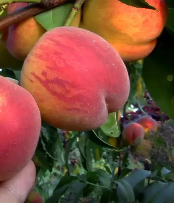 Peach (Prunus persica) VULKAN (VULCAN)