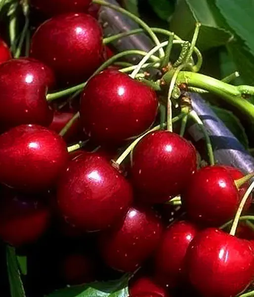 BIO AROMA SPUR SÄULENSÜßKIRSCHE ROT - Tutifruti SK