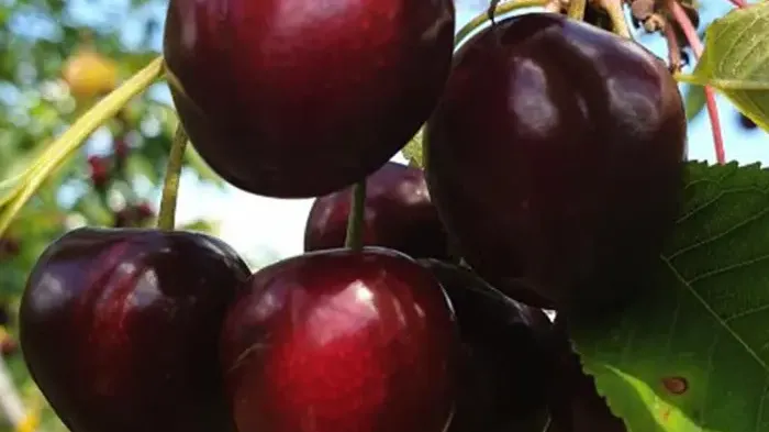 Wie Sie die perfekte Sauerkirschsorte für Ihren Garten auswählen