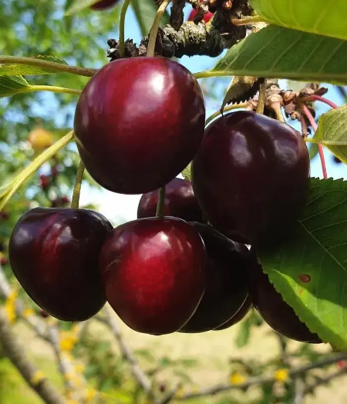 Sweet Cherry (Prunus avium) AGILA - Tutifruti, s.r.o.