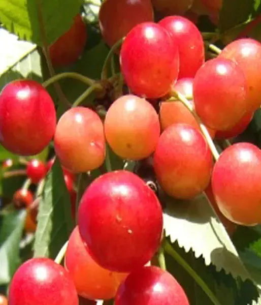 Süßkirsche (Prunus avium) BRJANSKAJA ROZOVAJA