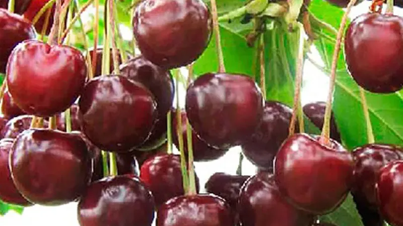 Alles über die Sauerkirsche (Prunus cerasus): Botanik & Herkunft