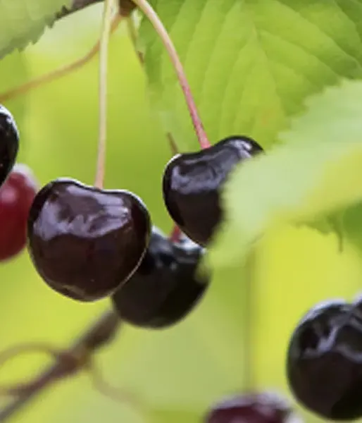 Süßkirsche (Prunus avium) JĀNIS