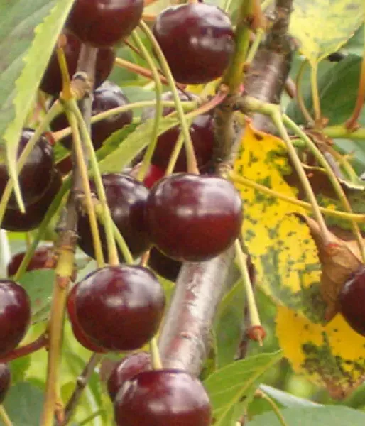 Sauerkirschen (Prunus cerasus) LATVIJAS ZEMAIS