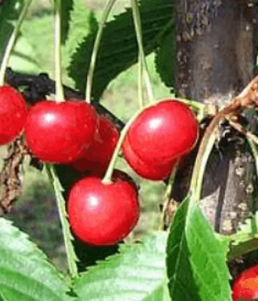 Süßkirschen (Prunus avium) MADISSONI ROOSA