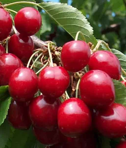Süßkirschen (Prunus avium) NORRI