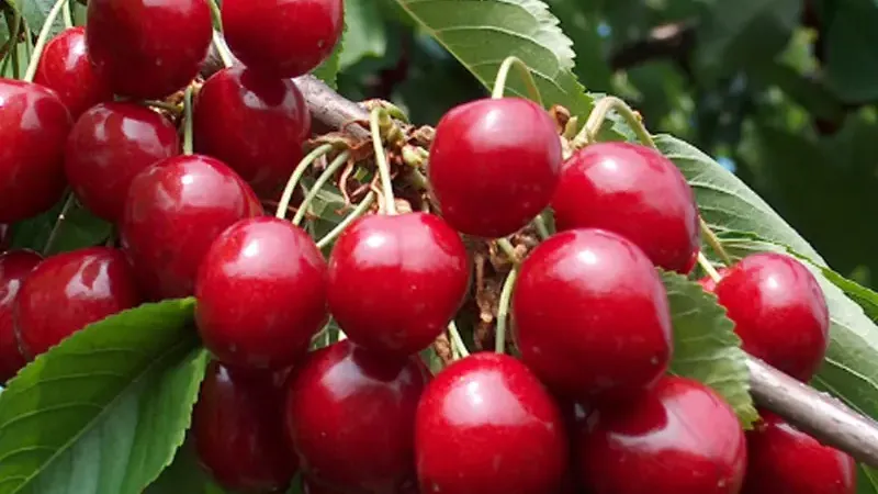 Alles über die Süßkirsche (Prunus avium): Herkunft & Botanik