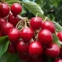 Čerešňa (Prunus avium) NORRI