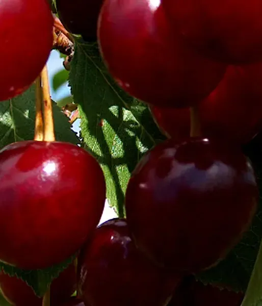 Süßkirschen (Prunus cerasus) PREVOSHODNAJA KOLESNIKOVOI