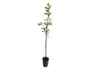 Sauerkirsche (Prunus cerasus) PANDY - Tutifruti SK