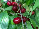BIO AROMA SPUR SÄULENSAUERKIRSCHE - Tutifruti SK