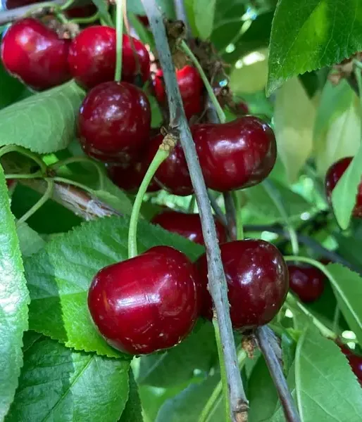 BIO AROMA SPUR SÄULENSAUERKIRSCHE - Tutifruti SK