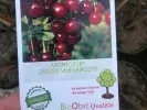 BIO AROMA SPUR SÄULENSAUERKIRSCHE - Tutifruti SK
