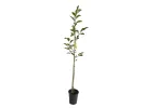 Sour Cherry (Prunus cerasus) SABINA - Tutifruti SK