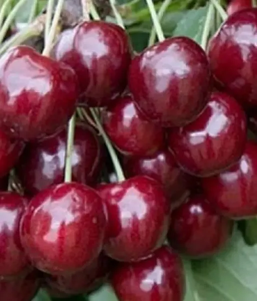 Sweet Cherry (Prunus avium) TJUTČEVKA