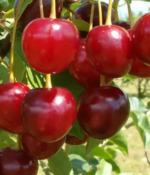 Sauerkirschen (Prunus cerasus) TURGENEVKA
