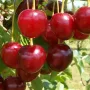 Višňa (Prunus cerasus) TURGENEVKA