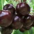 Cherry tree to order