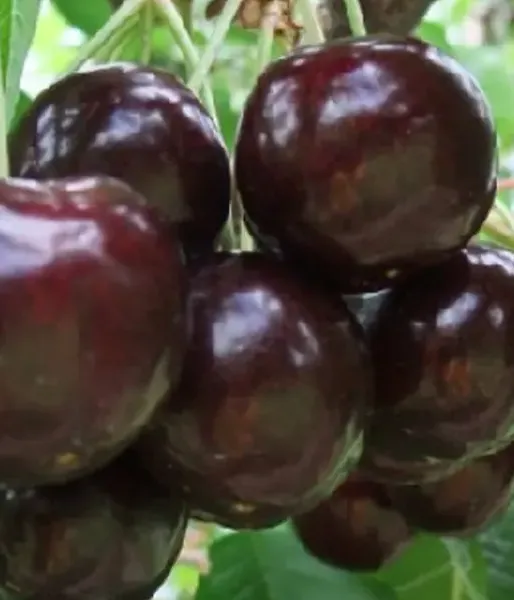 Süßkirschen (Prunus avium) IPUT