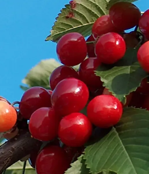 Süßkirsche (prunus avium) AIJA