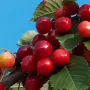 Čerešňa (prunus avium) AIJA