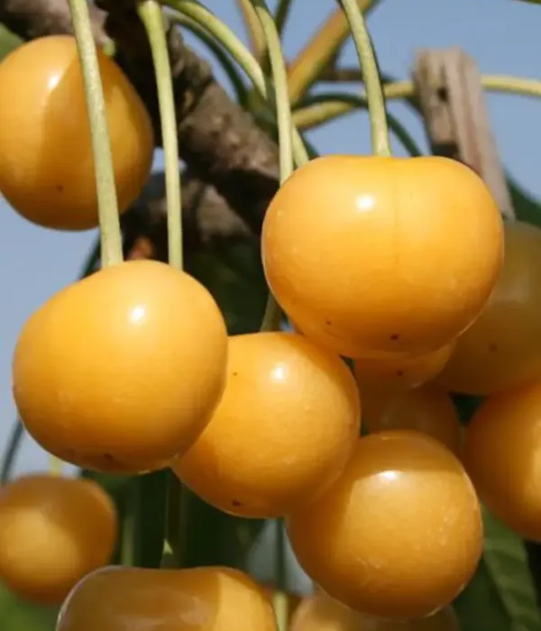 Süßkirsche (Prunus avium) DONNISEN