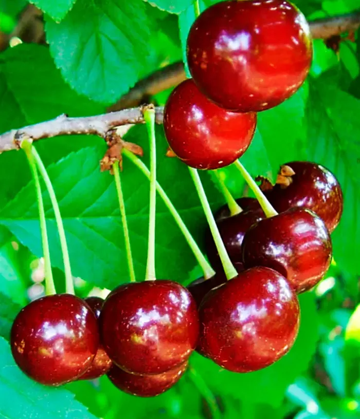 Sweet Cherry x Sour Cherry (Prunus x gondouinii) IGRUSHKA - Tutifruti, s.r.o.