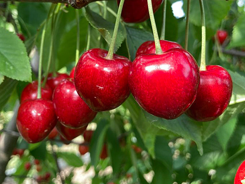 Süßkirsche (Prunus avium) JAROSLAVNA