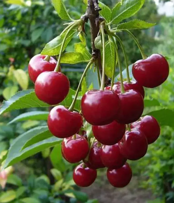 Čerešňa (Prunus avium) KOMPAKTNAYA VENYAMINOVA
