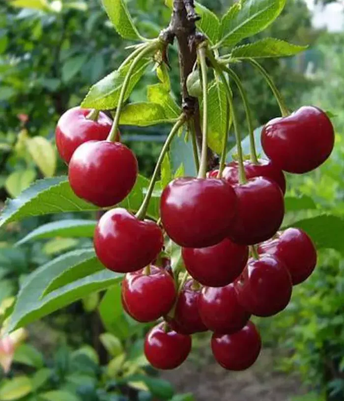 Sweet Cherry (Prunus avium) KOMPAKTNAYA VENYAMINOVA - Tutifruti, s.r.o.