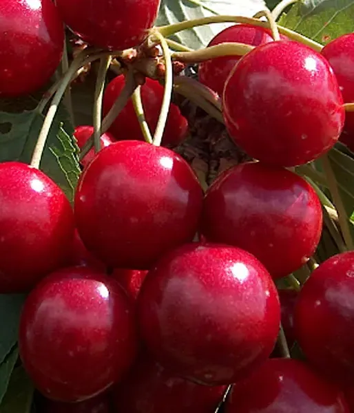 Süßkirsche (Prunus avium) FERROVIA