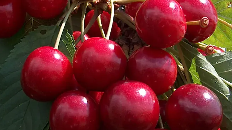 Analysis of exclusive cherry varieties: Krupnoplodnaja, Brjanskaja Rozovaja, and Jānis