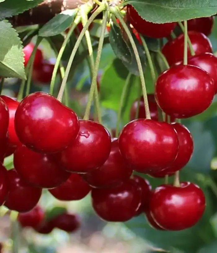 Sour Cherry (Prunus cerasus) ÚJFEHÉRTÓI - Tutifruti, s.r.o.