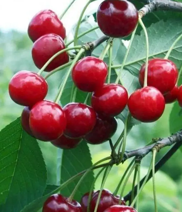 Sauerkirschen (Prunus cerasus) MOLODYOZHNAYA