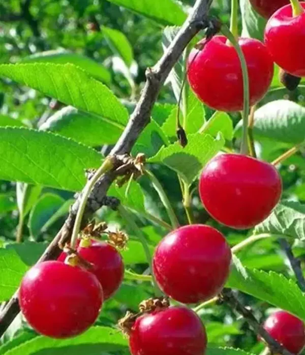 Sauerkirschen (Prunus cerasus) NANA