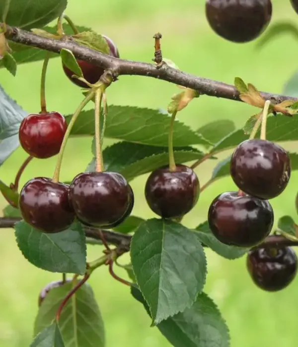 Sauerkirschen (Prunus cerasus) NOTĖ