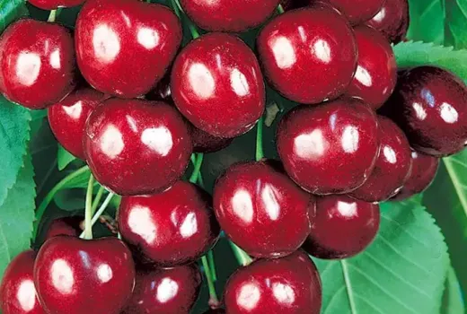 Extremer Frost und frühe Ernte (Teil 2): Wir stellen die Kirschen 'Agris', 'Jānis' und 'Ovstuzhenka' vor