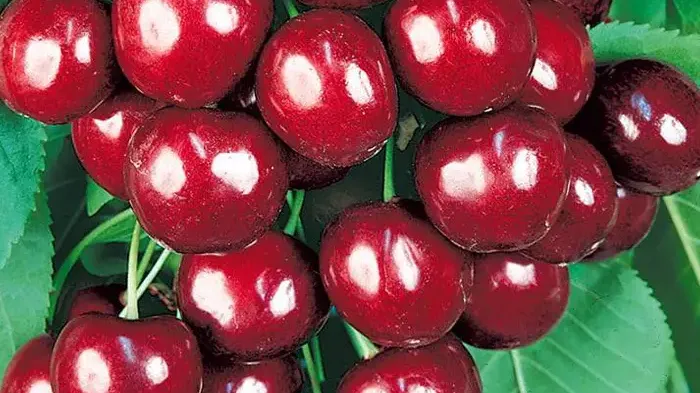 Extremer Frost und frühe Ernte (Teil 2): Wir stellen die Kirschen 'Agris', 'Jānis' und 'Ovstuzhenka' vor