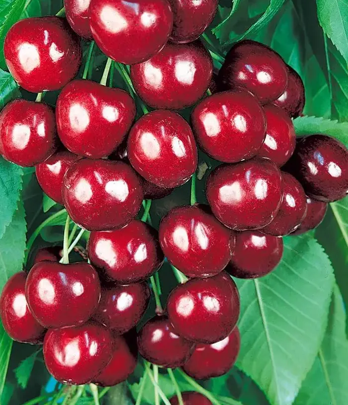 Süßkirsche (Prunus avium) OVSTUZHENKA - Tutifruti, s.r.o.