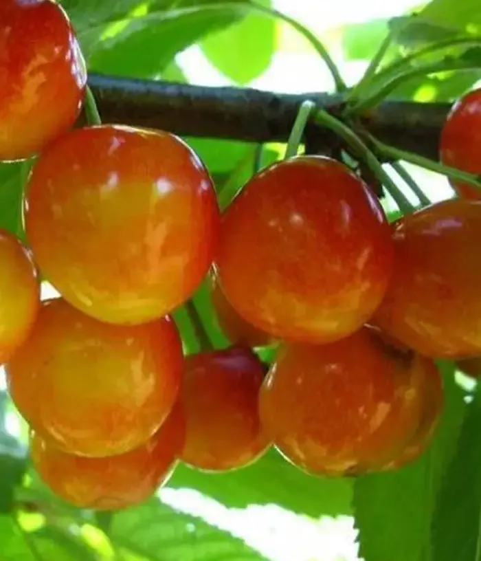 Sweet Cherry (Prunus avium) AELITA - Tutifruti, s.r.o.