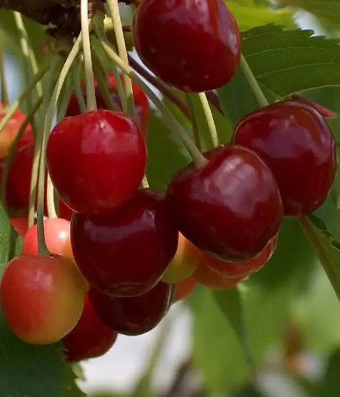 Cherry (Prunus avium) AGRIS - Tutifruti, s.r.o.