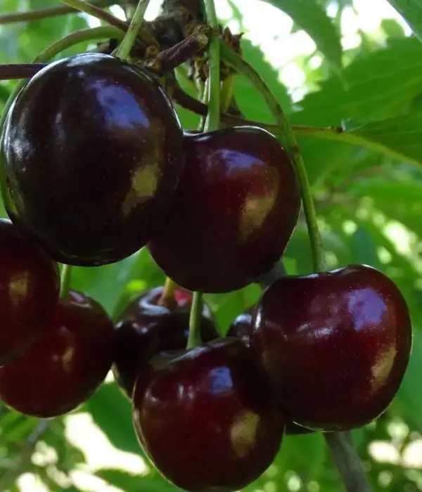 Čerešňa (Prunus avium) BRJANSKAS 3-36