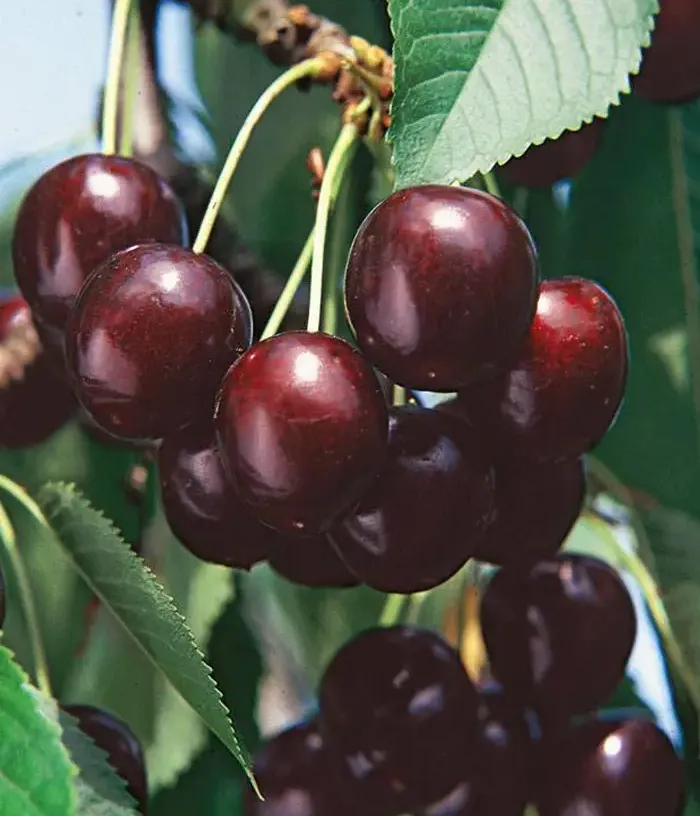 Süßkirsche (Prunus avium) RADITSA - Tutifruti, s.r.o.