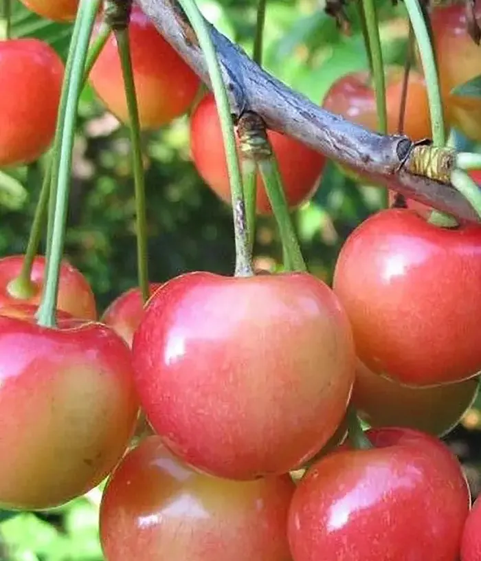 Süßkirsche (Prunus avium) SEVERNAYA - Tutifruti, s.r.o.